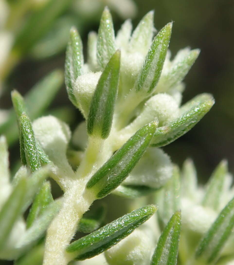 Image of Phylica axillaris var. axillaris