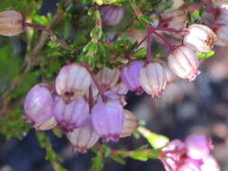 Image of Erica multumbellifera Tausch