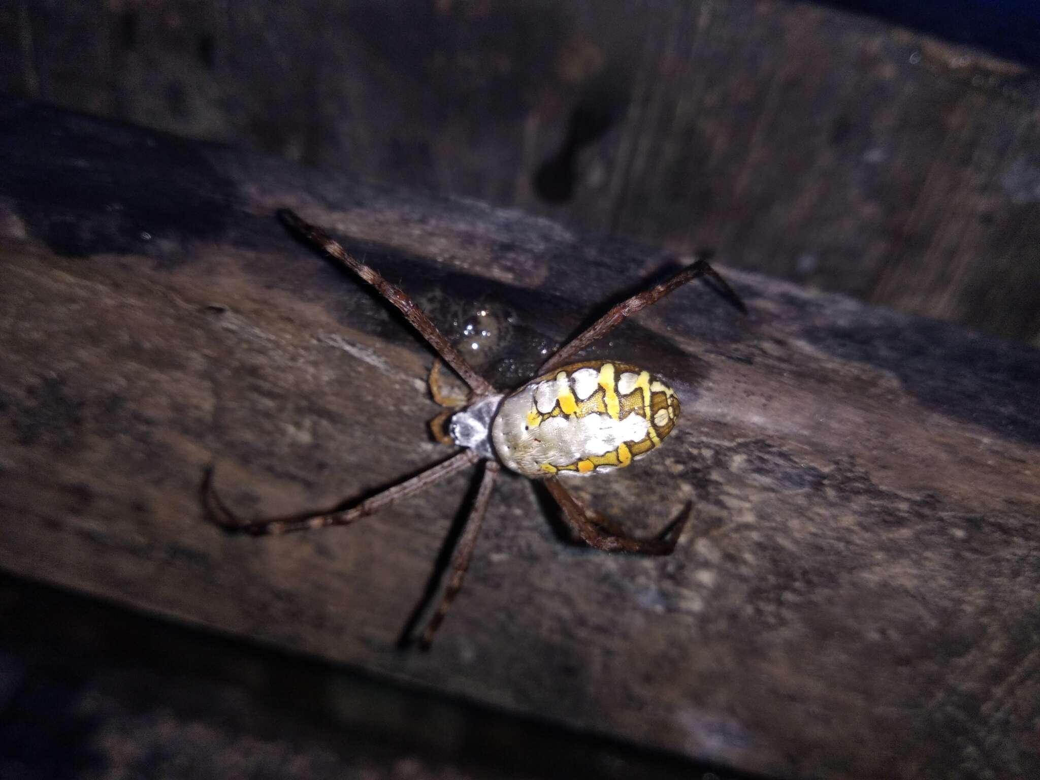 Image of Argiope catenulata (Doleschall 1859)