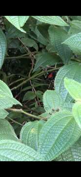 Image of Scarlet-backed Flowerpecker