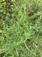 Image of Euthamia weakleyi G. L. Nesom