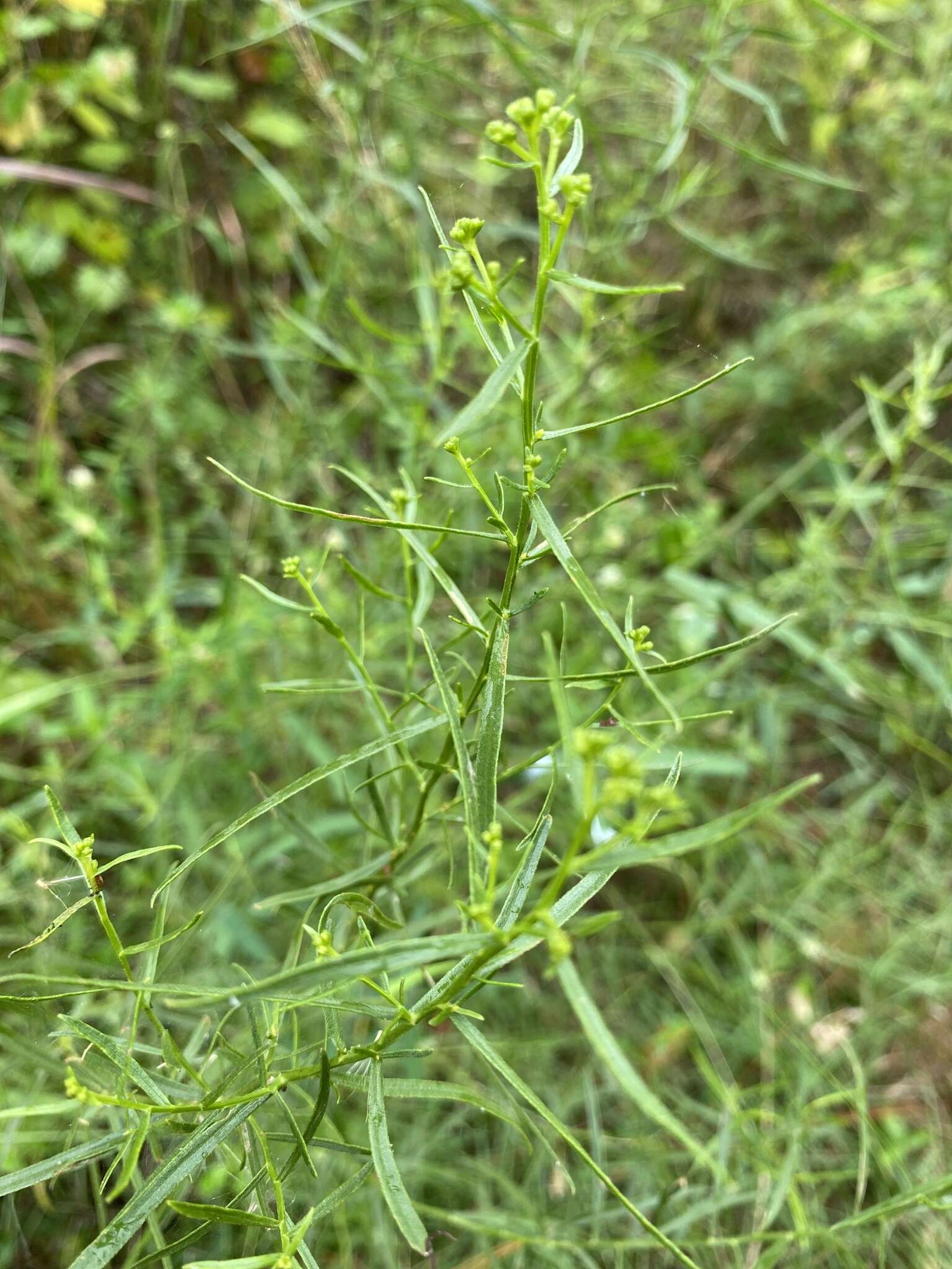 Plancia ëd Euthamia weakleyi G. L. Nesom