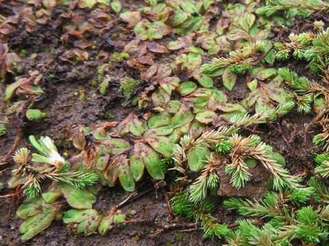 Image of Riccia campbelliana M. Howe