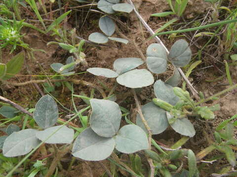 Plancia ëd Indigofera discolor Rydb.