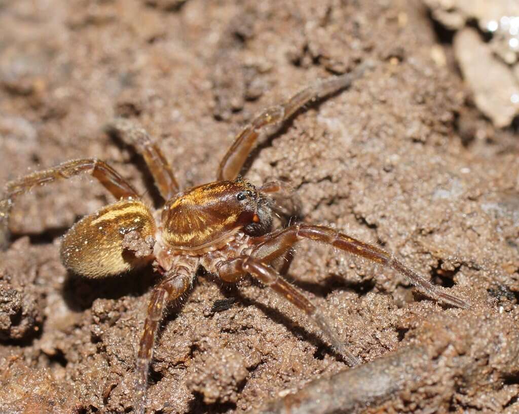 Слика од Dolomedes alexandri Raven & Hebron 2018