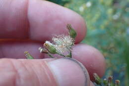 Image of Erigeron floribundus (Kunth) Sch. Bip.