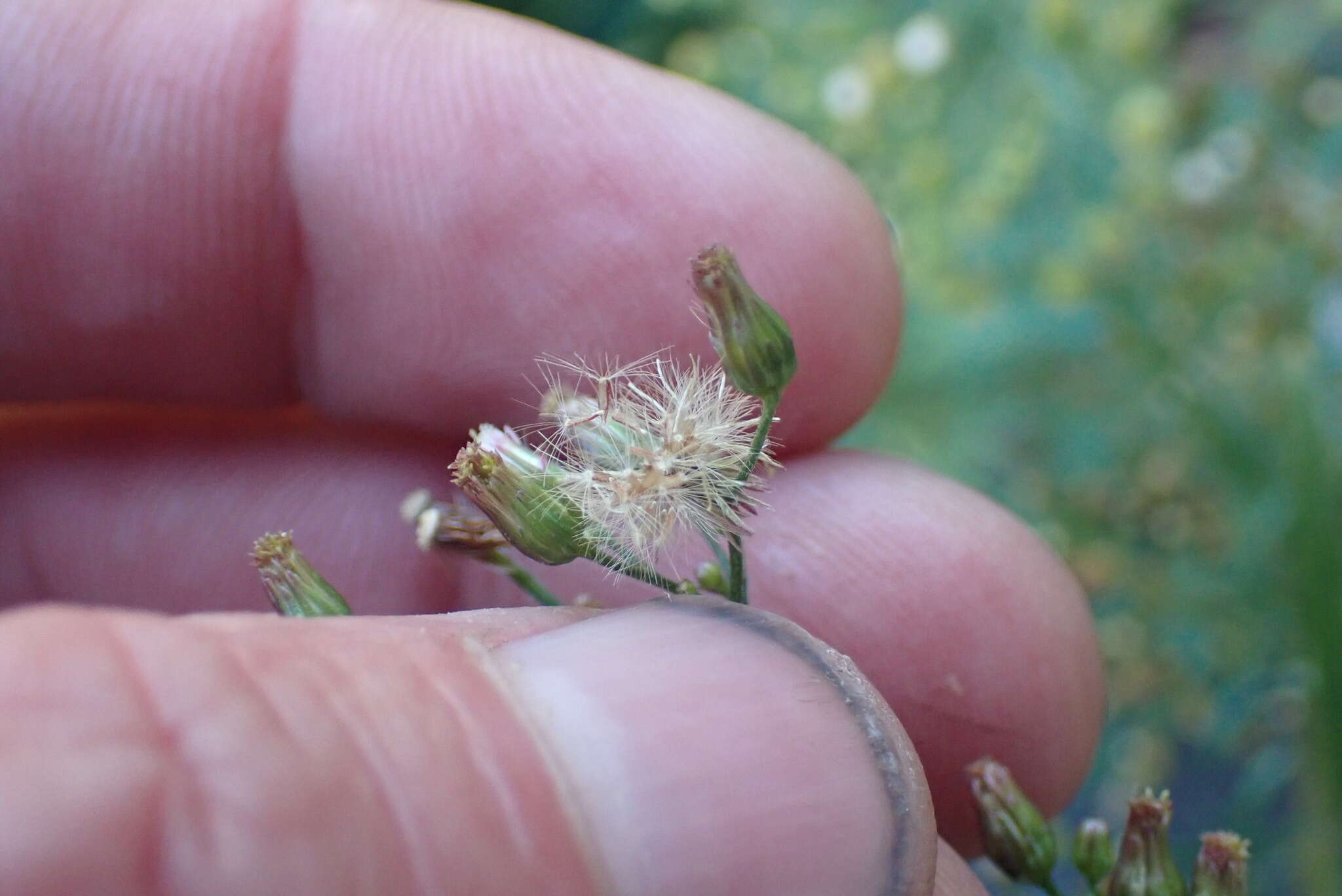 Image of Erigeron floribundus (Kunth) Sch. Bip.