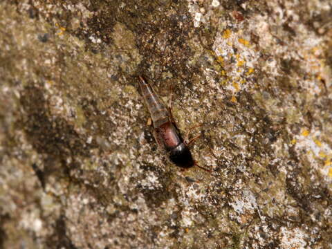 Image de Sepedophilus marshami (Stephens 1832)