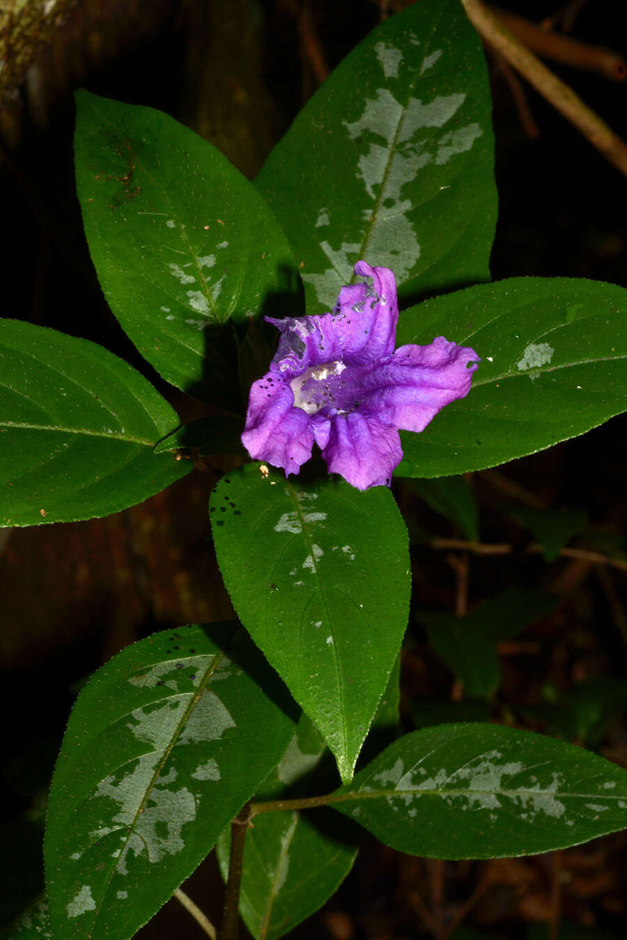 Image of Ruellia cyanea Boj. ex Nees