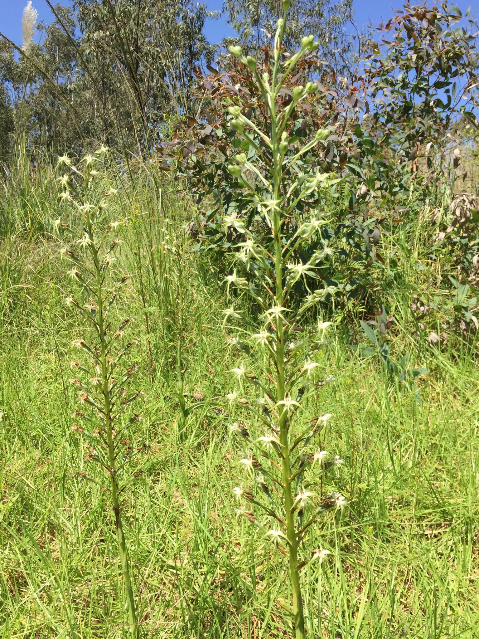 Habenaria nyikana Rchb. fil. resmi