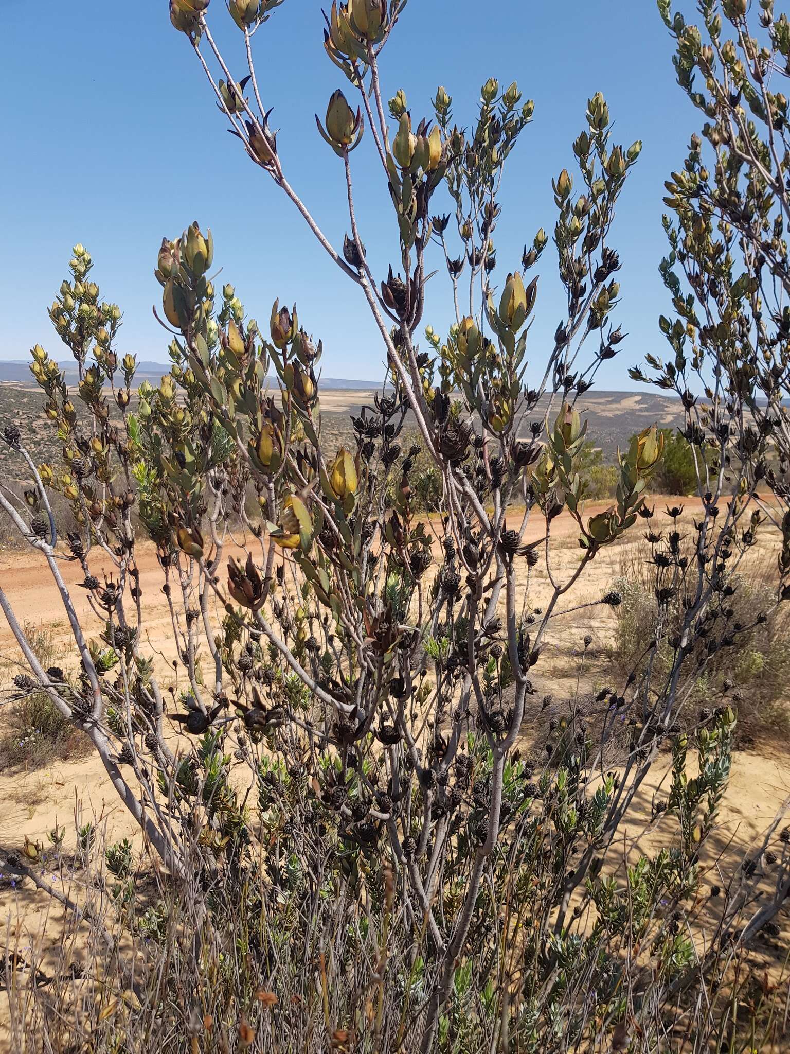 Image of Ivory conebush