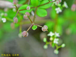 Plancia ëd Galium bungei var. trachyspermum (A. Gray) Cufod.