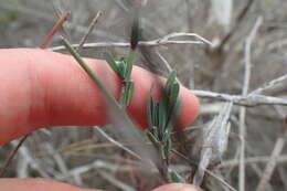Image of Heliophila linearis (Thunb.) DC.