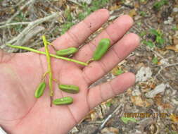 Image of Vochysia guatemalensis J. D. Smith