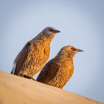 Image of Hartlaub's Babbler