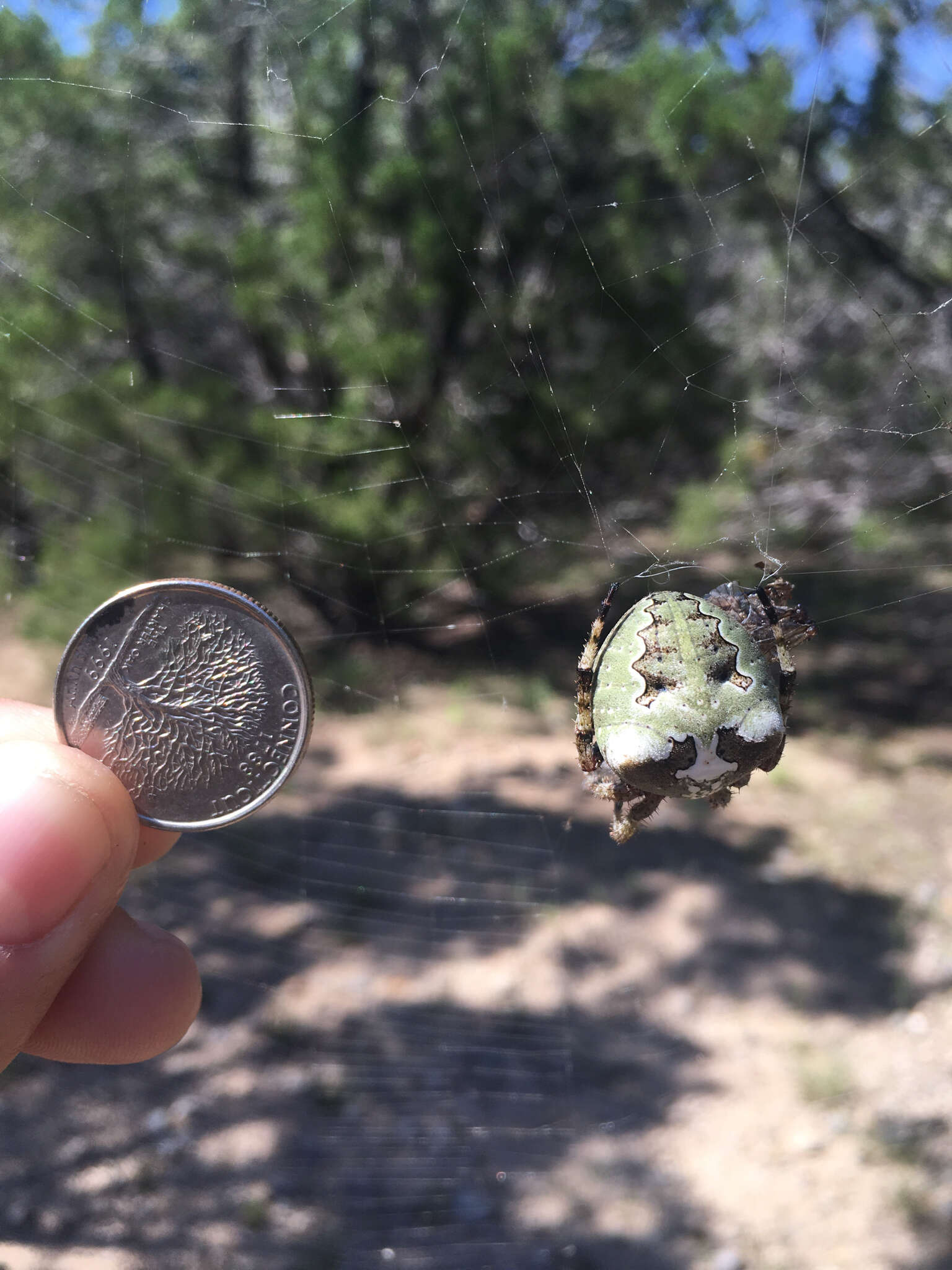 Image of Giant Lichen Orbweaver