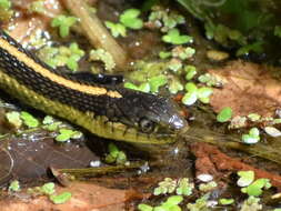 Image of Aquatic Gartersnake