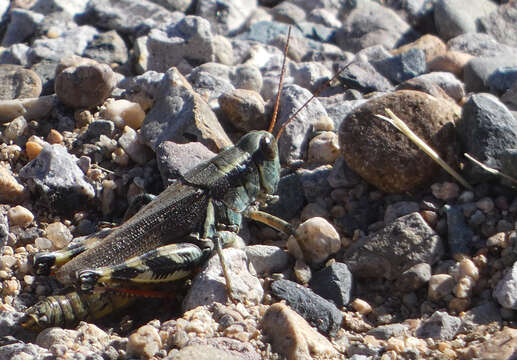 Melanoplus eumera Hebard 1920的圖片