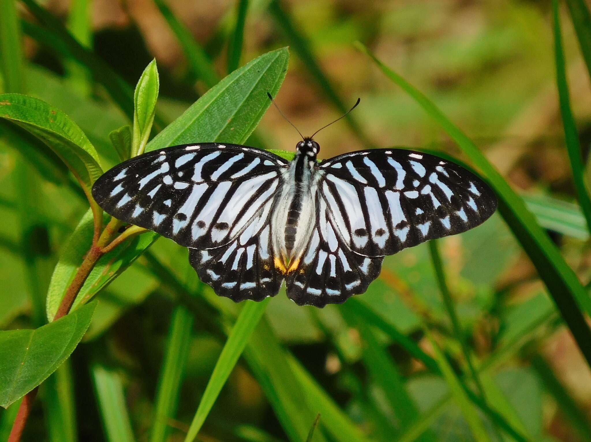 Image of Graphium delesserti (Guérin-Méneville 1839)