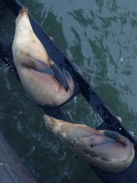 Image of Sea Lion