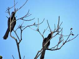 Image of Crowned Hornbill