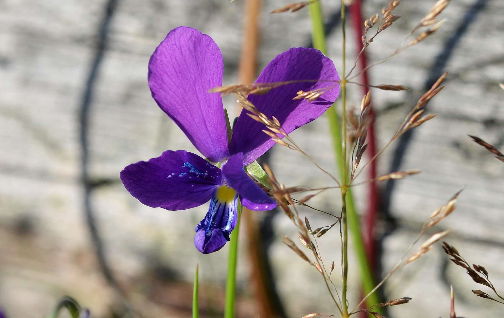 صورة <i>Viola lutea</i> var. <i>westfalica</i> A. A. H. Schulz