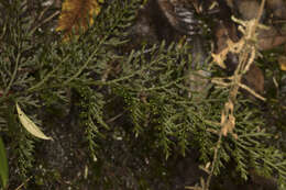 Image of Hymenophyllum fuciforme Sw.