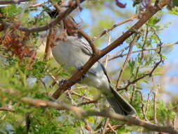 Image de Dryoscopus cubla okavangensis Roberts 1932