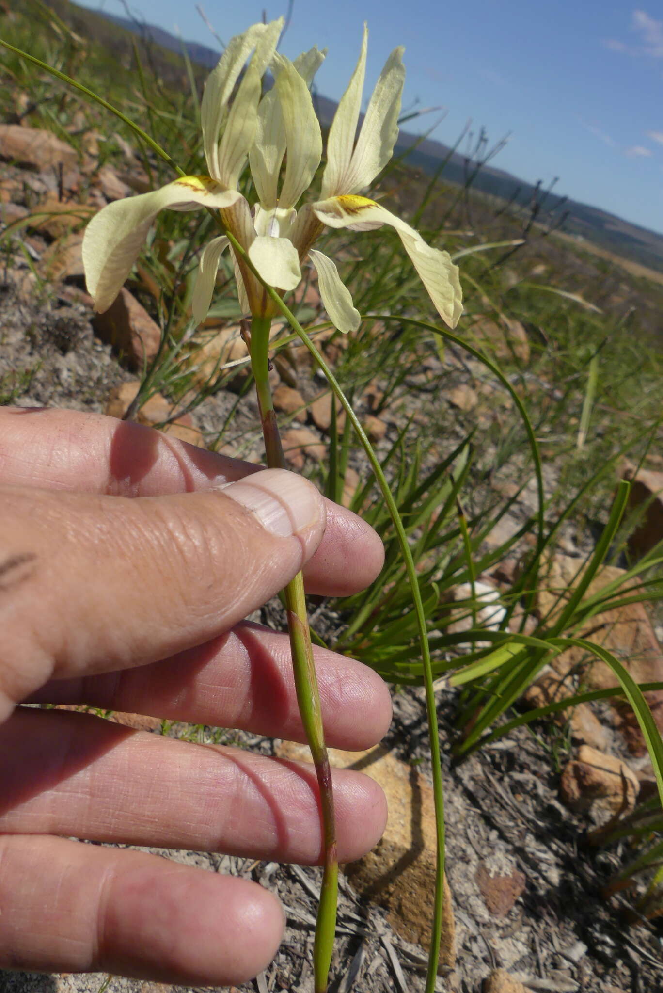 Image of Moraea angusta (Thunb.) Ker Gawl.