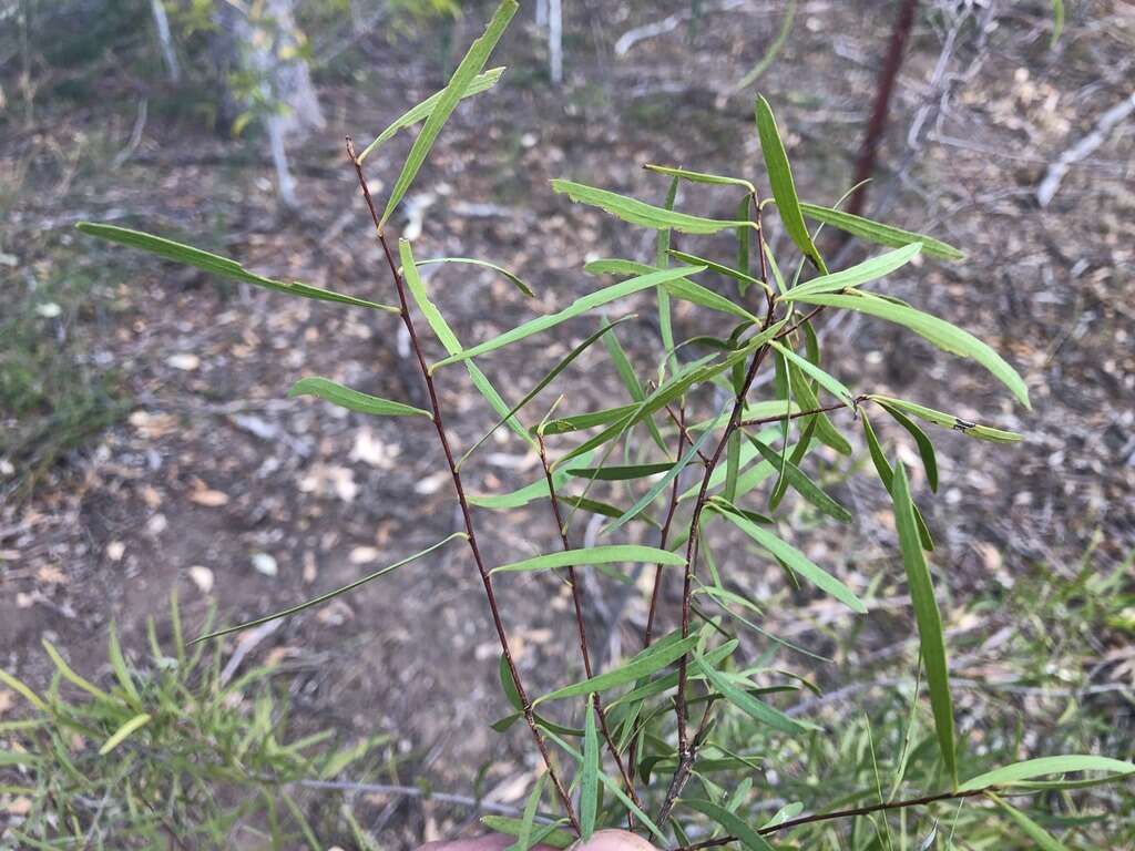 Image of Denhamia cunninghamii (Hook.) M. P. Simmons