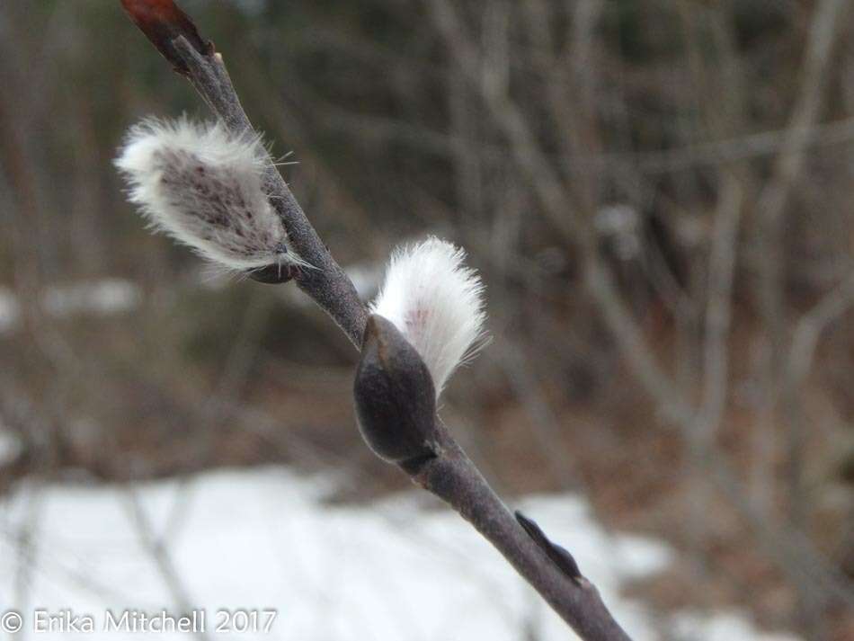 Plancia ëd Salix discolor Muhl.