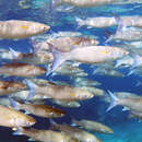 Image of Bluespot mullet