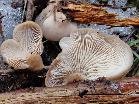 Image of Lentinellus montanus O. K. Mill. 1965