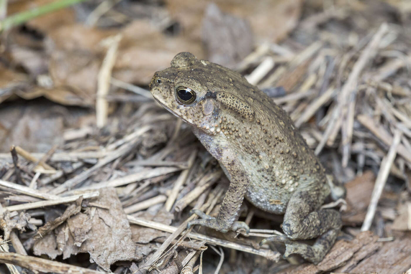 Image of asian black spotted toad