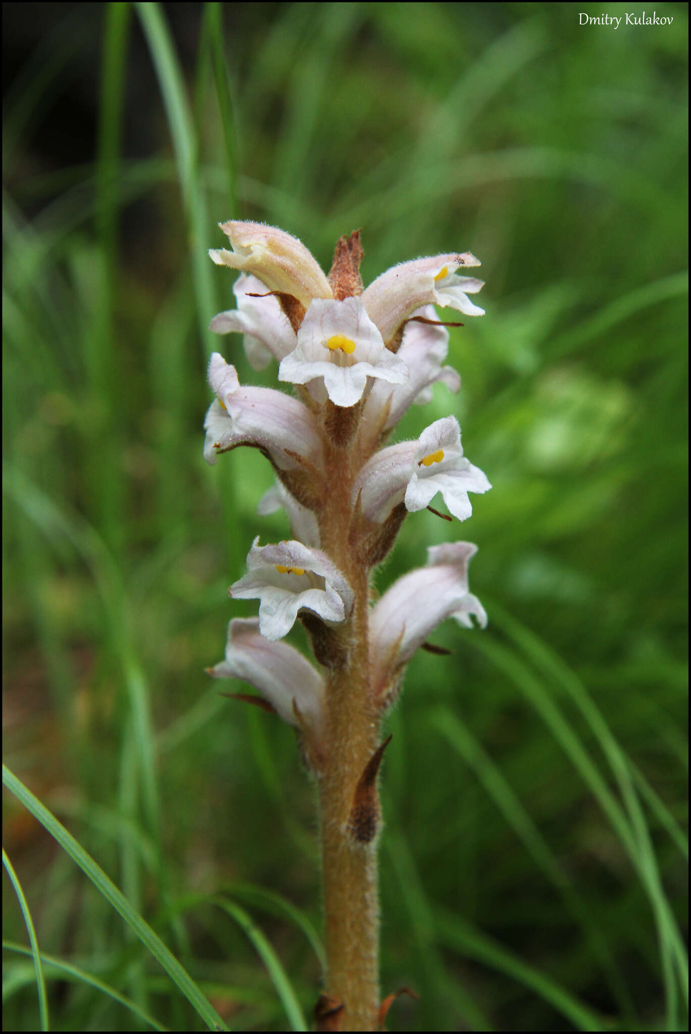 Image de <i>Orobanche krylowii</i> Beck