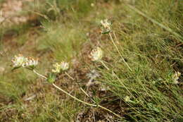 Plancia ëd Anthyllis vulneraria subsp. boissieri (Sagorski) Bornm.