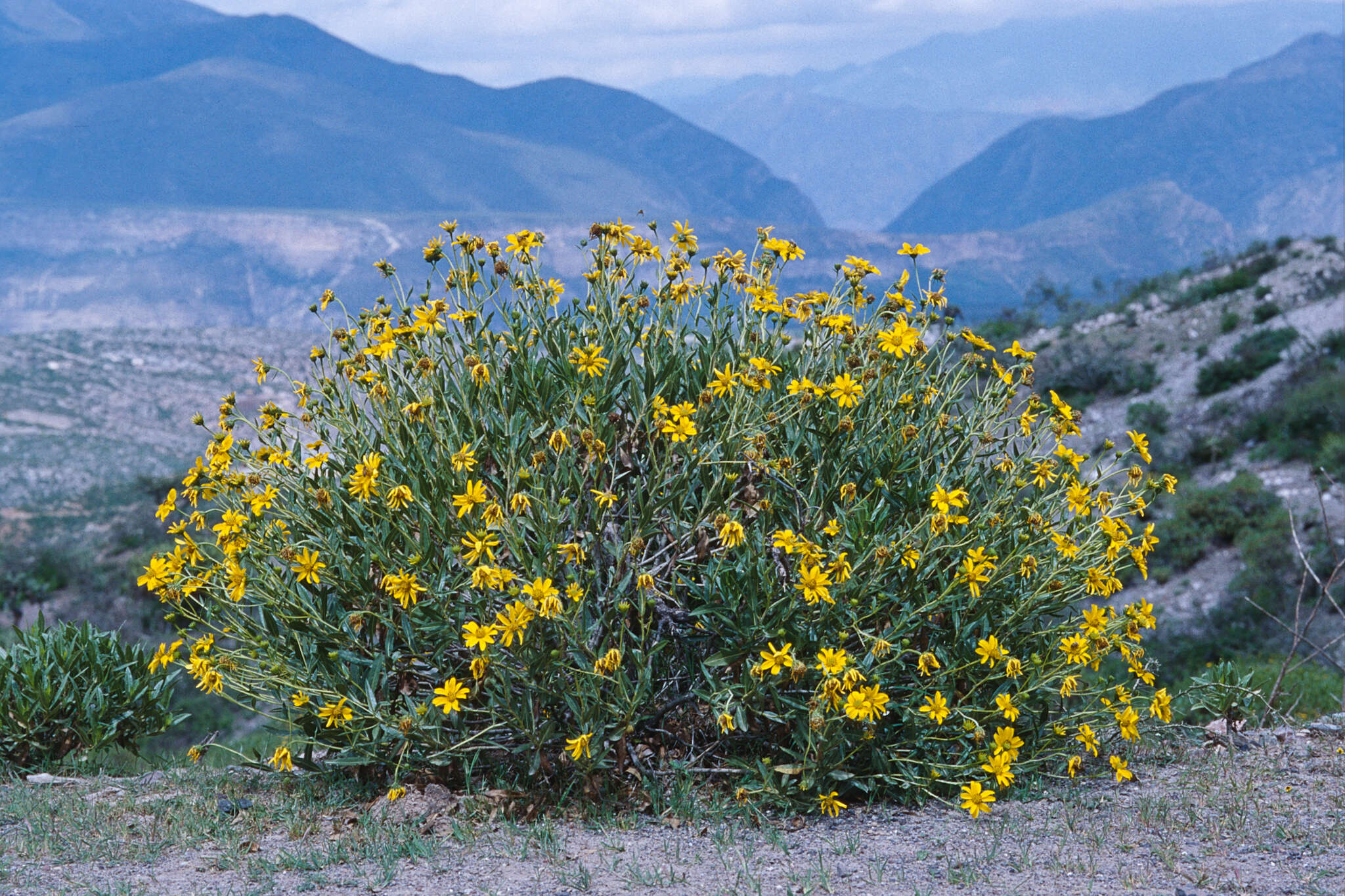 Image of Flourensia resinosa (Brandeg.) Blake