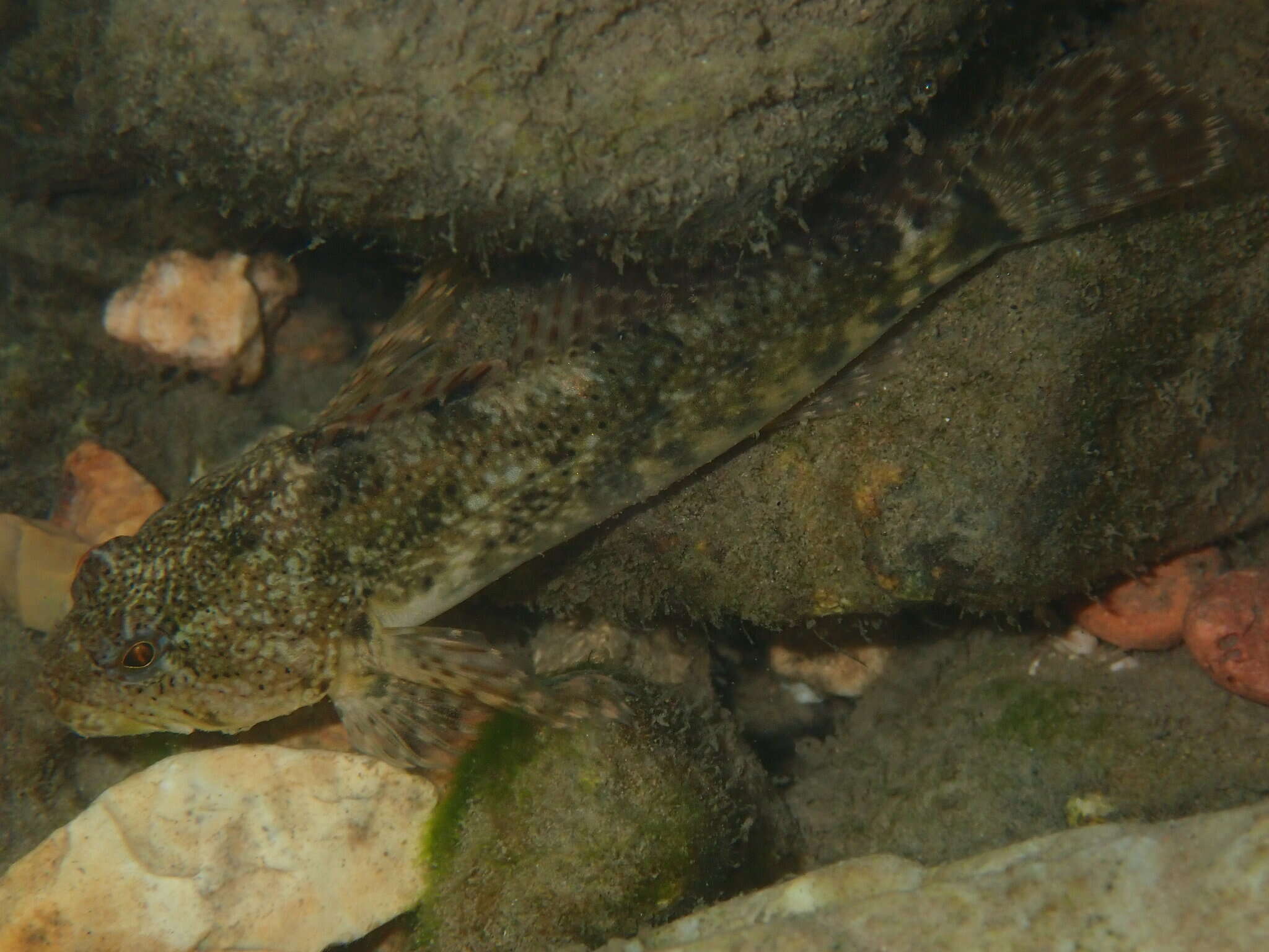 Imagem de Cottus immaculatus Kinziger & Wood 2010