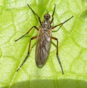 Image of Empis opaca Meigen 1804