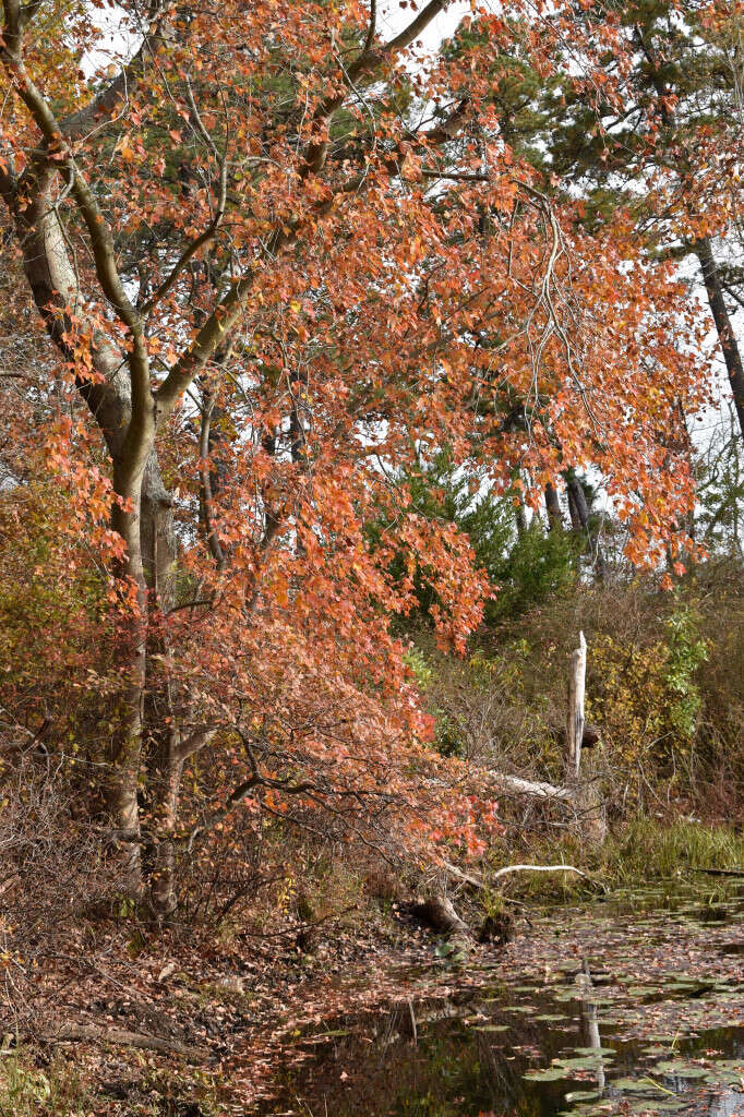 Image of red maple