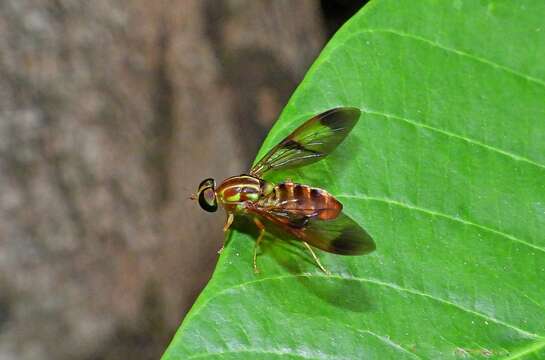 Image of Chrysochlorina