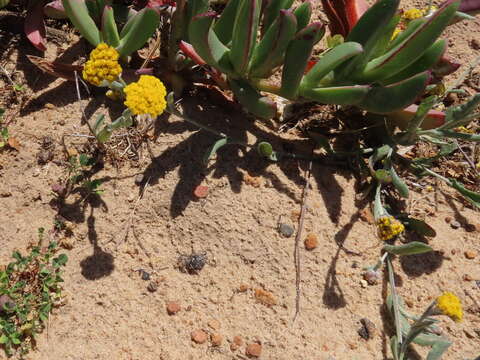 Image of Helichrysum moeserianum Thell.