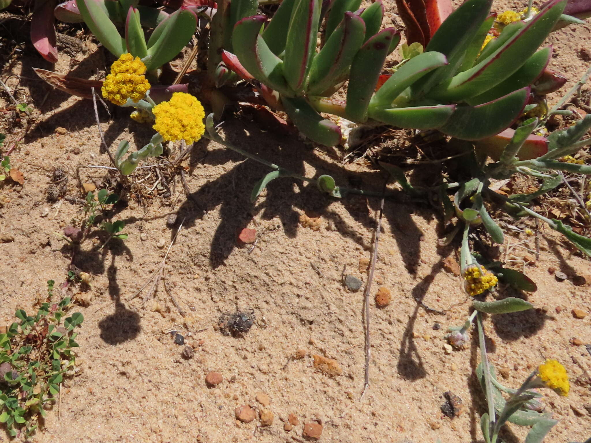 Image of Helichrysum moeserianum Thell.