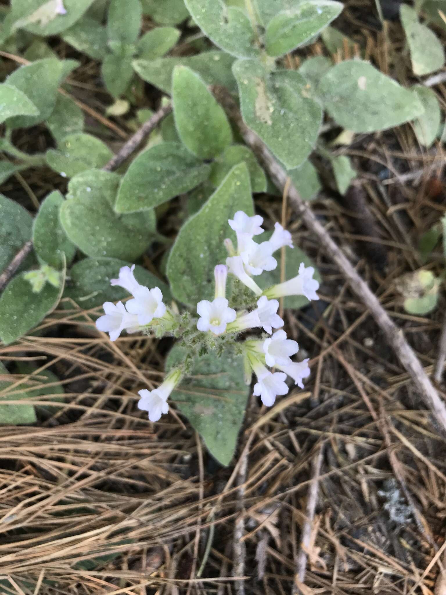 Слика од Draperia systyla (A. Gray) Torr.