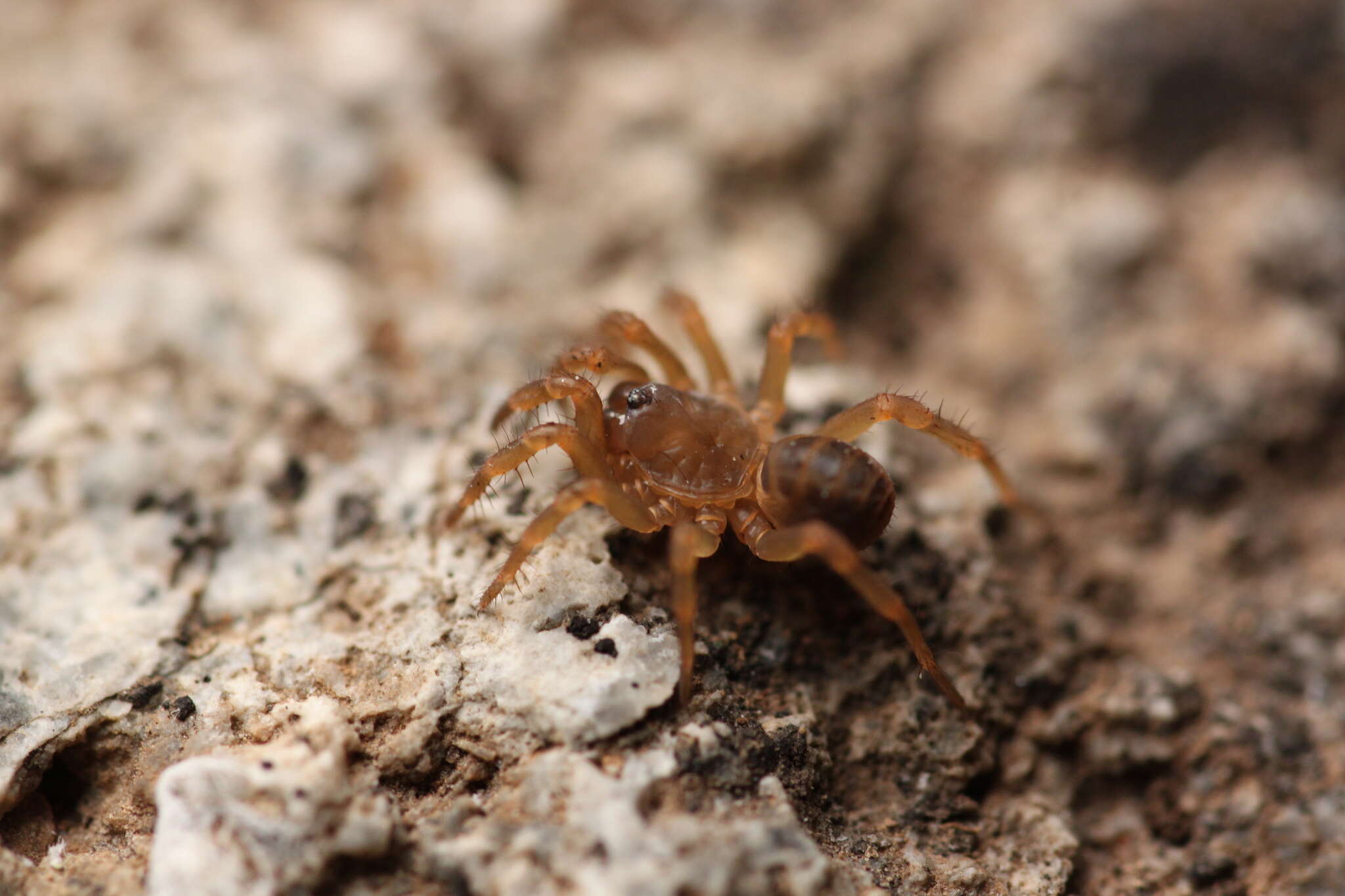 Слика од Songthela ciliensis (Yin, Tang & Xu 2003)