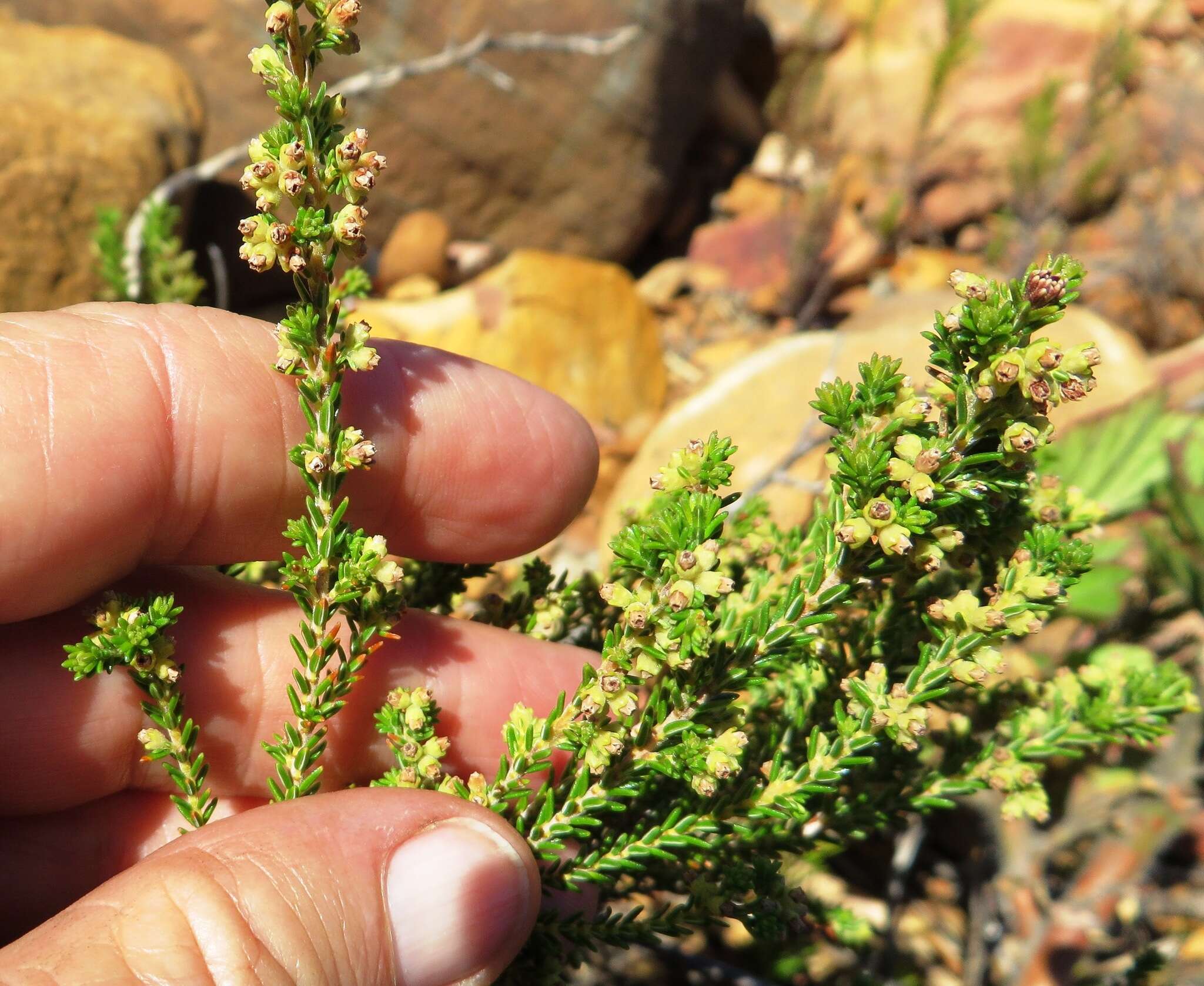 Image of Erica serrata Thunb.