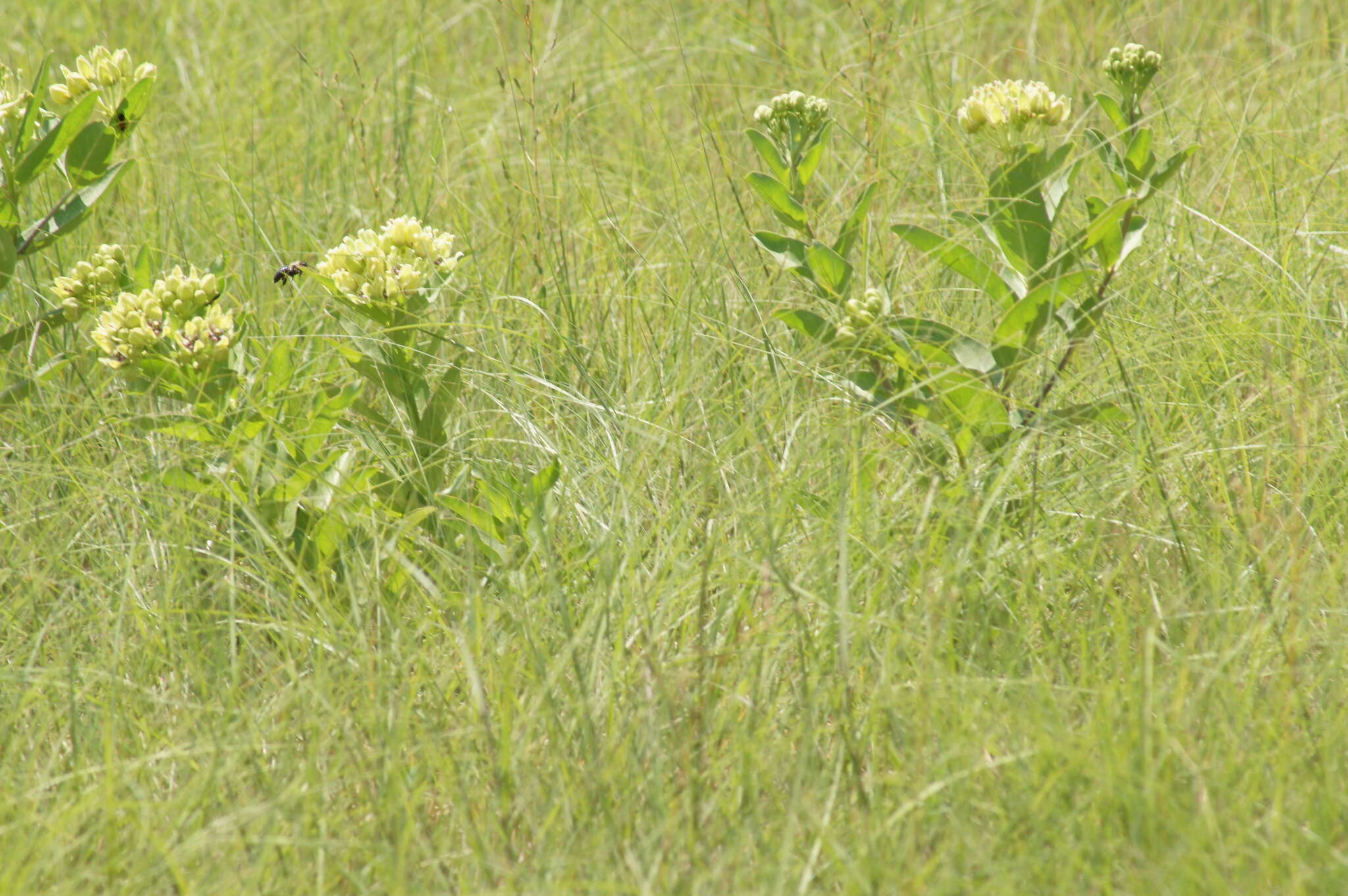 صورة Asclepias viridis Walt.