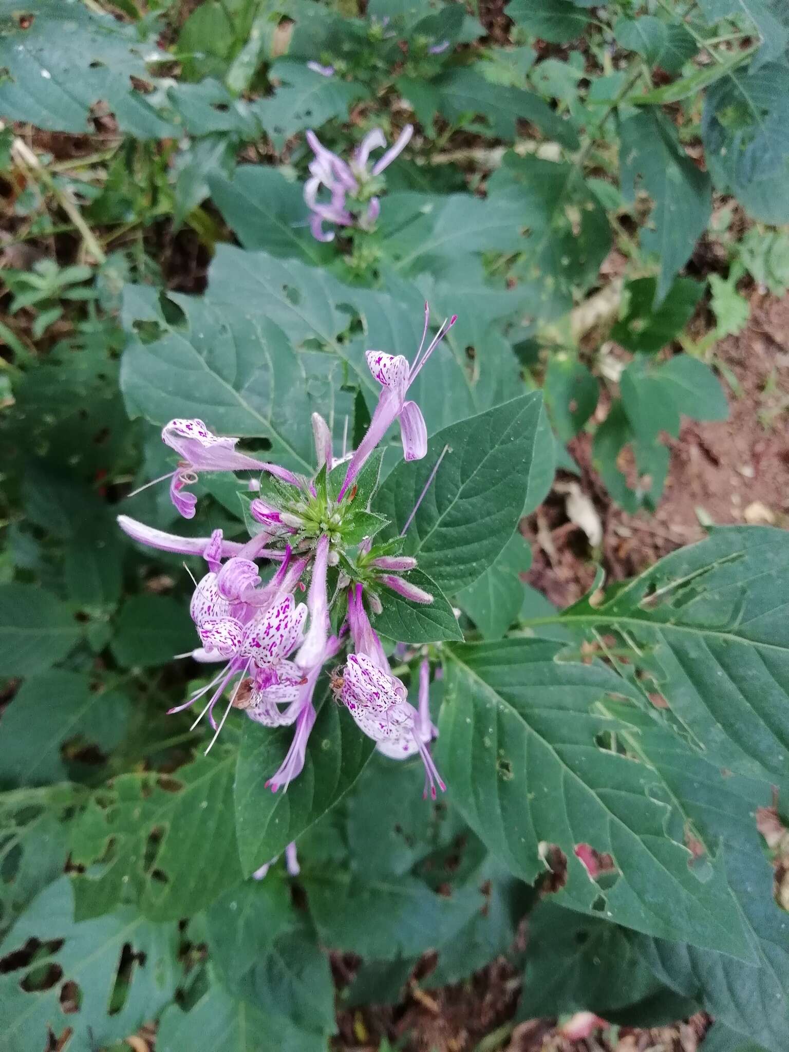 Image of Purple ribbon bush