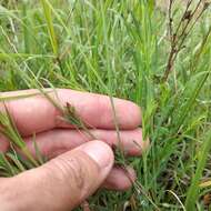 Image of Hypericum silenoides Juss.