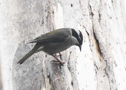 Image of Strong-billed Honeyeater